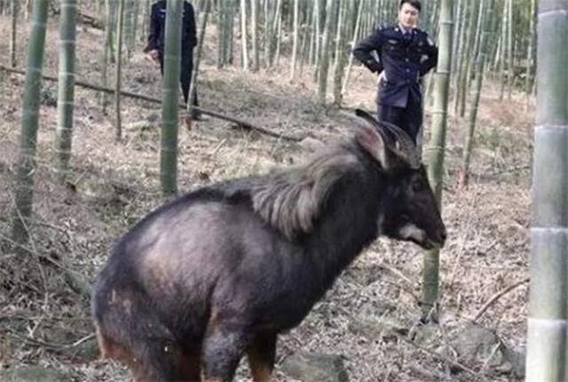 Lão nông lên núi phát hiện 1 con vật "đen sì" kỳ lạ, cảnh sát lập tức phong tỏa cả ngôi làng- Ảnh 5.