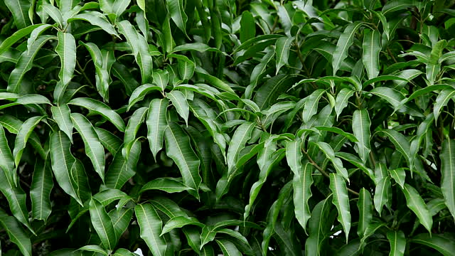 Lá một loại quả ngọt pha nước là “thuốc” bổ dạ dày, kiểm soát đường huyết tốt: Sẵn ở chợ Việt nhưng ít ai tận dụng- Ảnh 2. Lá một loại quả ngọt pha nước là “thuốc” bổ dạ dày, kiểm soát đường huyết tốt: Sẵn ở chợ Việt nhưng ít ai tận dụng- Ảnh 2.