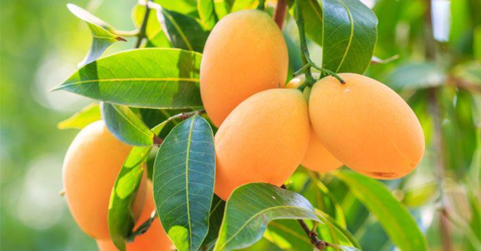 Lá một loại quả ngọt pha nước là “thuốc” bổ dạ dày, kiểm soát đường huyết tốt: Sẵn ở chợ Việt nhưng ít ai tận dụng- Ảnh 1. Lá một loại quả ngọt pha nước là “thuốc” bổ dạ dày, kiểm soát đường huyết tốt: Sẵn ở chợ Việt nhưng ít ai tận dụng- Ảnh 1.