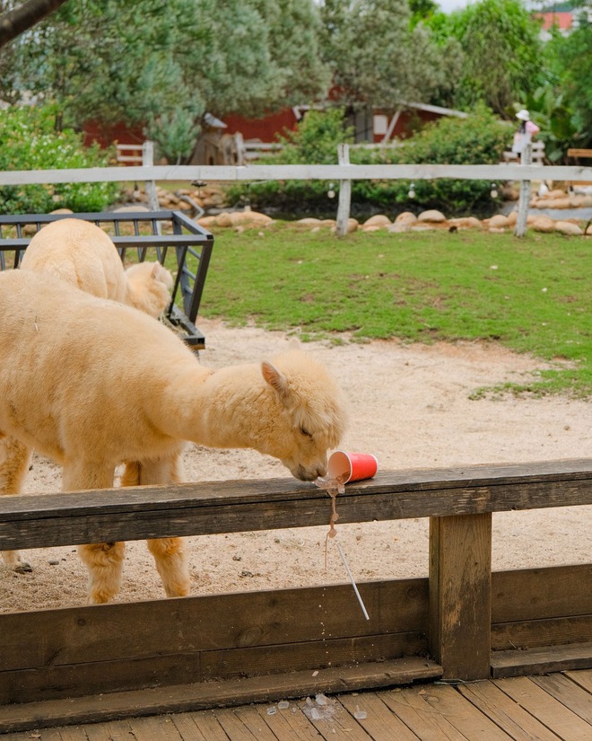 Chika Farm tiết lộ "số phận" vườn thú sau khi đóng cửa, nhiều dân mạng vẫn hi vọng sẽ mở trở lại- Ảnh 8.