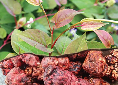 1 loại cây quý có vị đắng ngọt nhưng là "thuốc" dưỡng gan, bổ thận, hạ đường huyết hiệu quả: Rất sẵn ở chợ Việt- Ảnh 1.