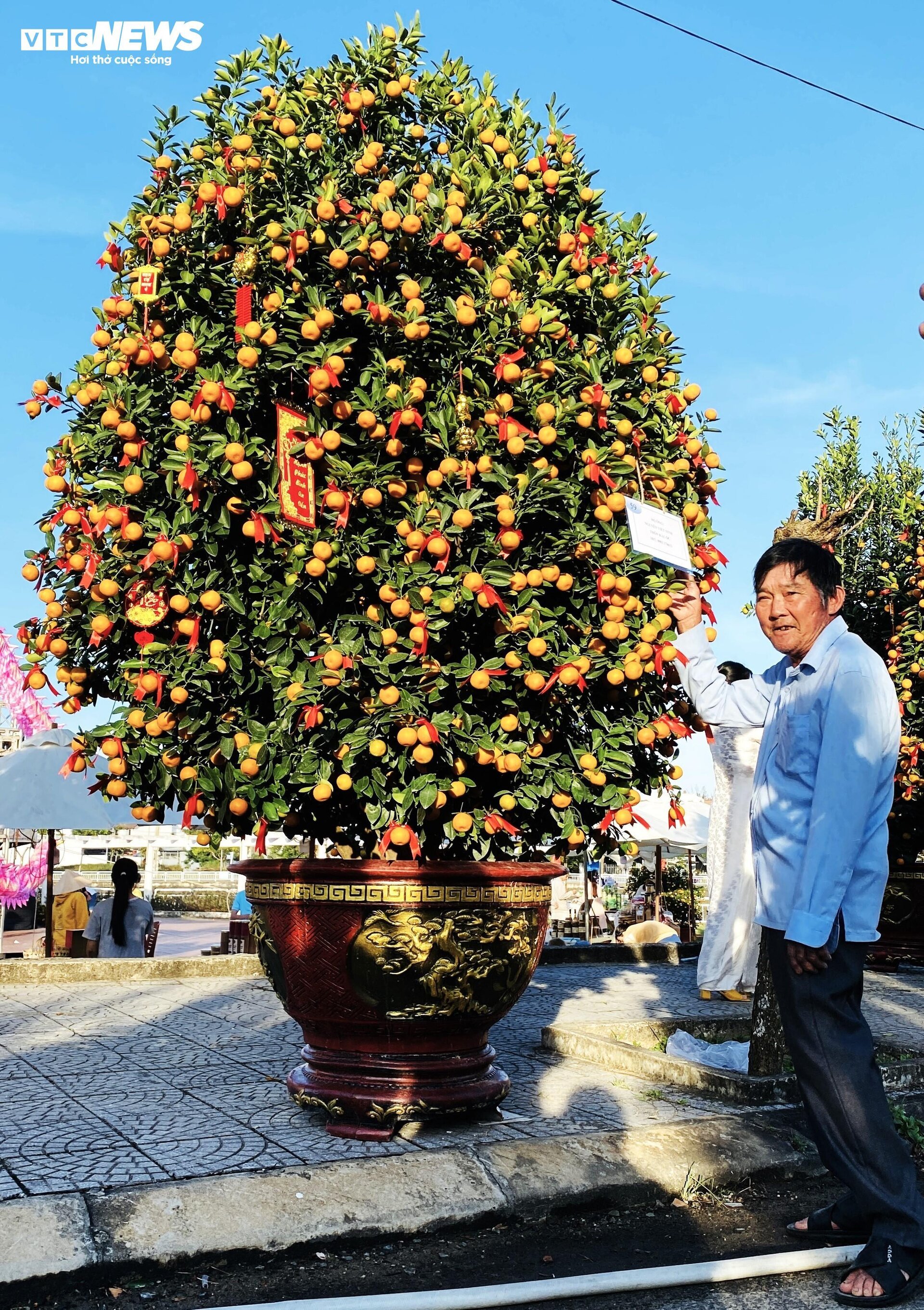 Choáng ngợp trước những chậu quất hàng chục triệu ở thủ phủ quất cảnh miền Trung- Ảnh 6.