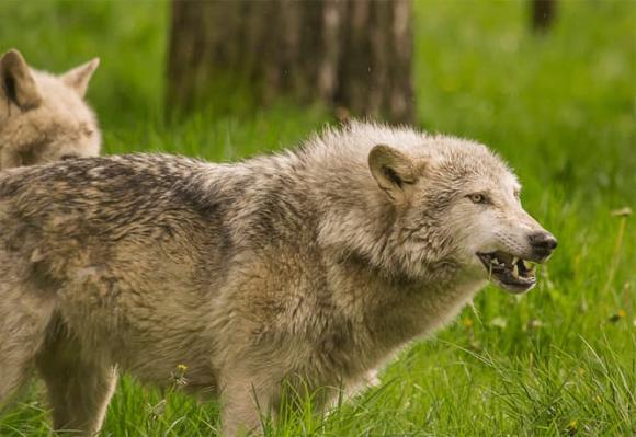 Lạ nhưng có thật 100% ở Colorado: Lừa được nuôi thay chó để bảo vệ gia súc khỏi bầy sói- Ảnh 1.