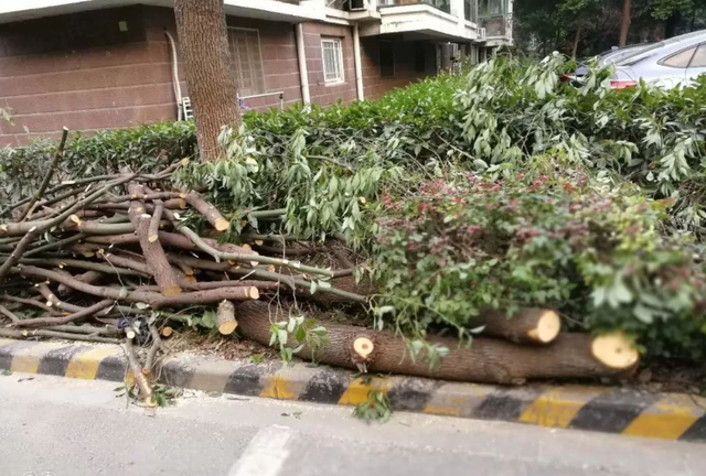 Lão nông chặt cây quế trong sân nhà nhưng hàng xóm bắt bồi thường 1 tỷ đồng: Công an hoà giải, tình làng nghĩa xóm tan nát!- Ảnh 1.