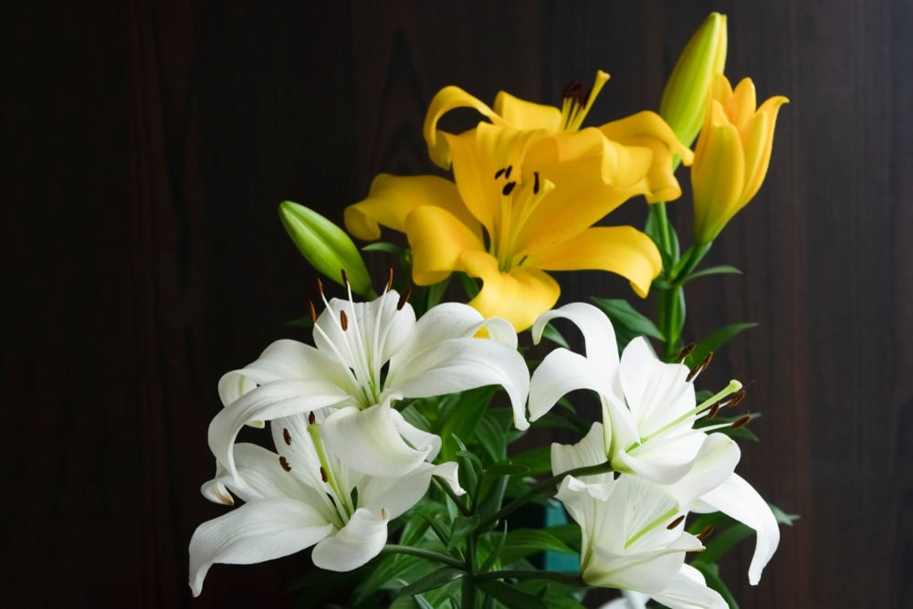 Cẩn thận các loại hoa trưng bày trong ngày Tết có thể gây dị ứng cho gia đình- Ảnh 2.