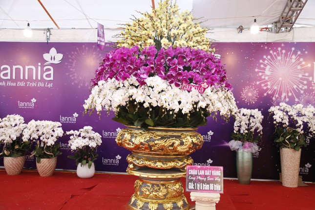 Ngắm chậu hoa lan dát vàng giá hơn 1,6 tỷ đồng ở Bắc Giang- Ảnh 1.