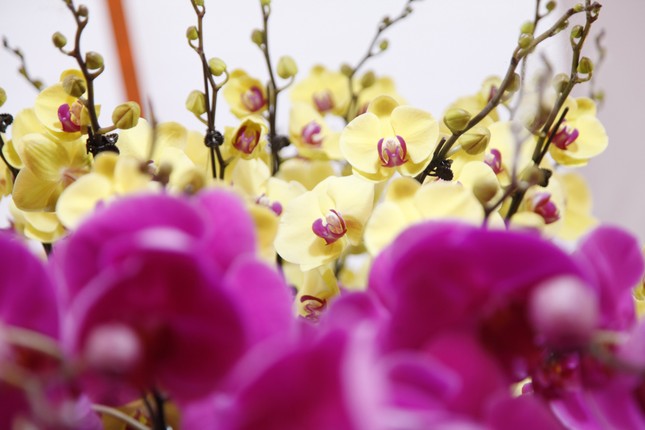 Ngắm chậu hoa lan dát vàng giá hơn 1,6 tỷ đồng ở Bắc Giang- Ảnh 3.