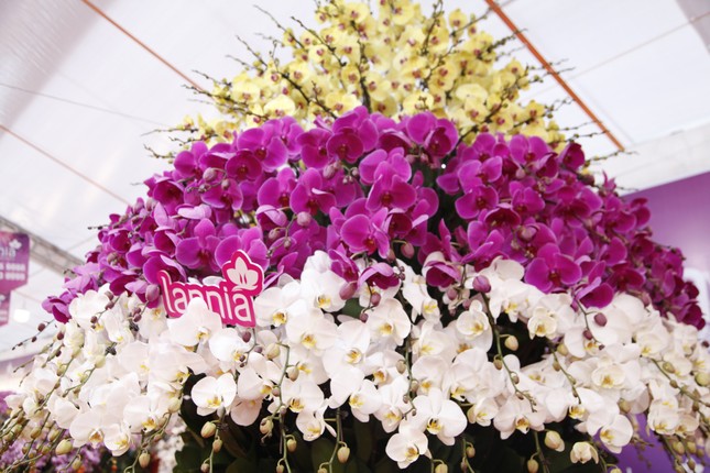 Ngắm chậu hoa lan dát vàng giá hơn 1,6 tỷ đồng ở Bắc Giang- Ảnh 2.