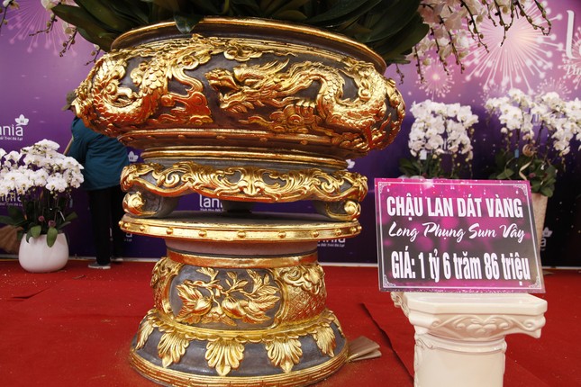 Ngắm chậu hoa lan dát vàng giá hơn 1,6 tỷ đồng ở Bắc Giang- Ảnh 4.
