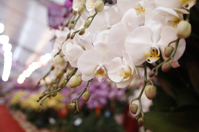 Ngắm chậu hoa lan dát vàng giá hơn 1,6 tỷ đồng ở Bắc Giang- Ảnh 7.