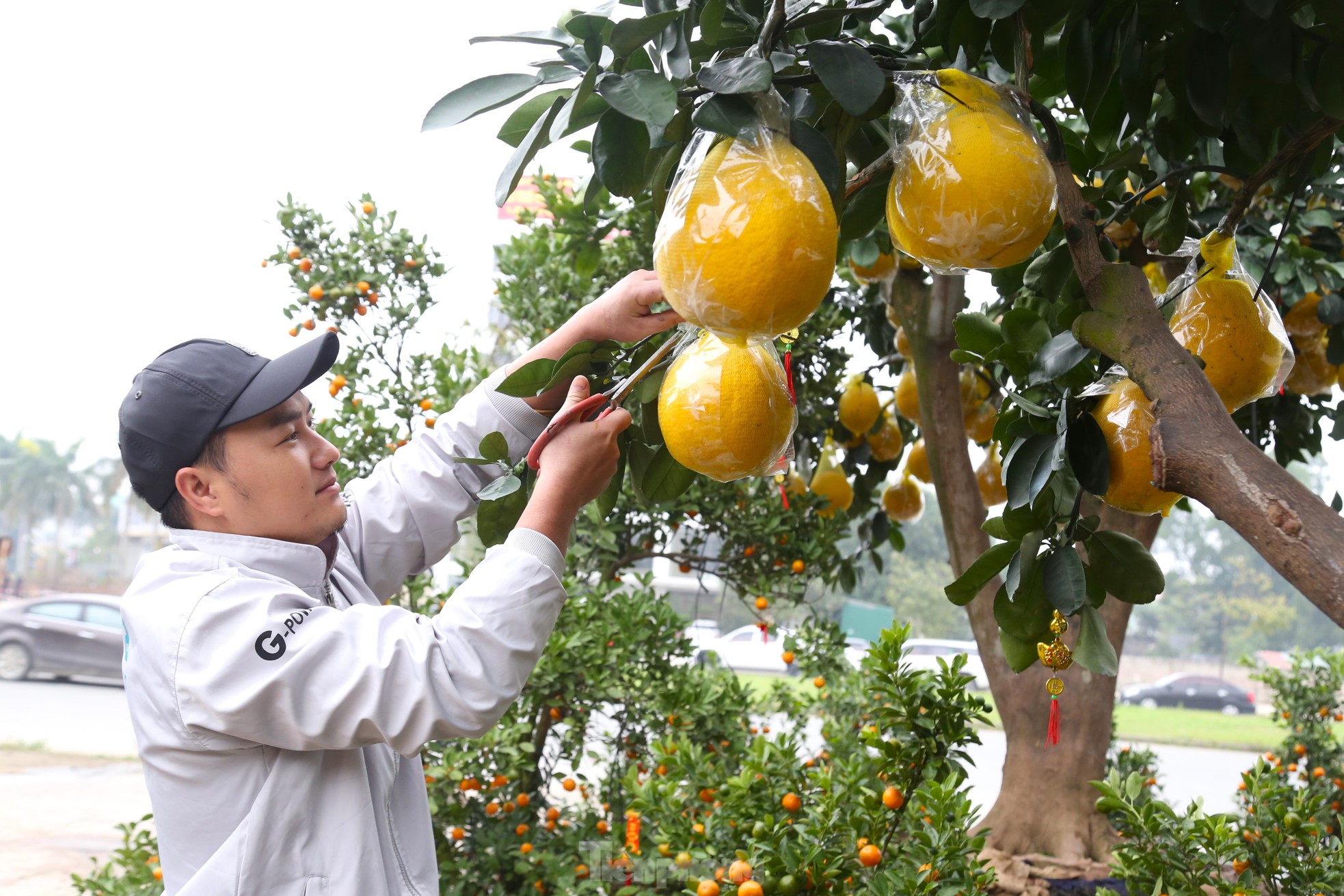 Cây bưởi Diễn thế Tam đa cao hơn 4m, giá 80 triệu đồng xuống phố 'chơi Tết'- Ảnh 8.