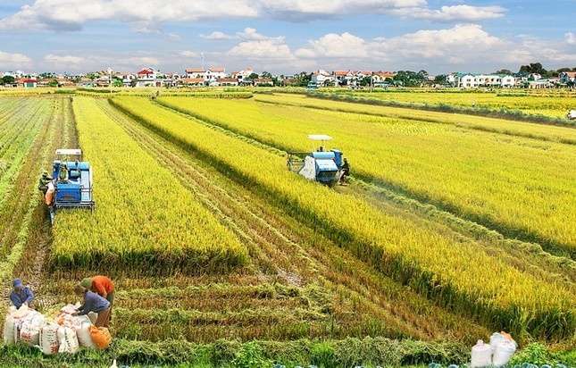 Giá gạo Việt đang tăng vù vù bỗng dưng… bất động- Ảnh 1.