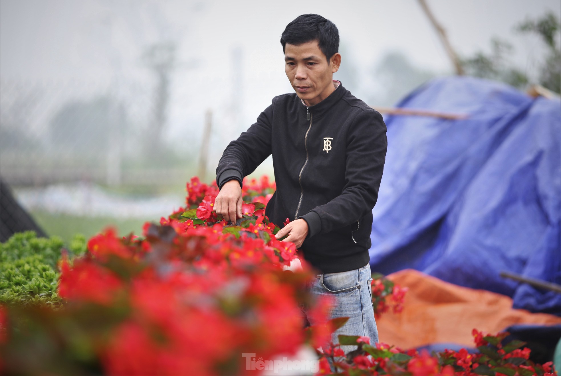 Khu vườn hoa ly 50.000 cây giá tiền tỷ của chàng trai Hà Tĩnh- Ảnh 9.