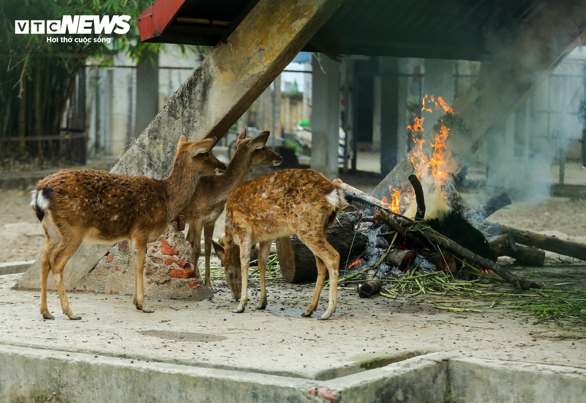 Vườn thú Hà Nội nói gì trước thông tin khỉ gầy trơ xương, chịu rét 10 độ C?- Ảnh 15.