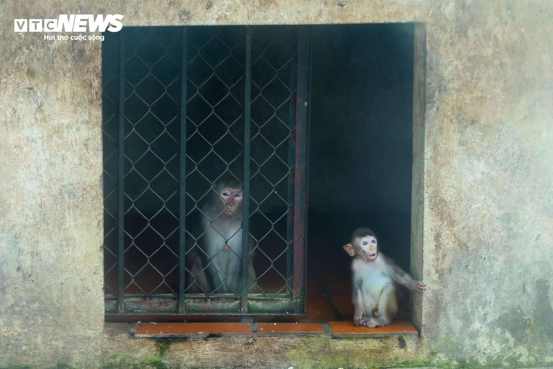 Vườn thú Hà Nội nói gì trước thông tin khỉ gầy trơ xương, chịu rét 10 độ C?- Ảnh 6.