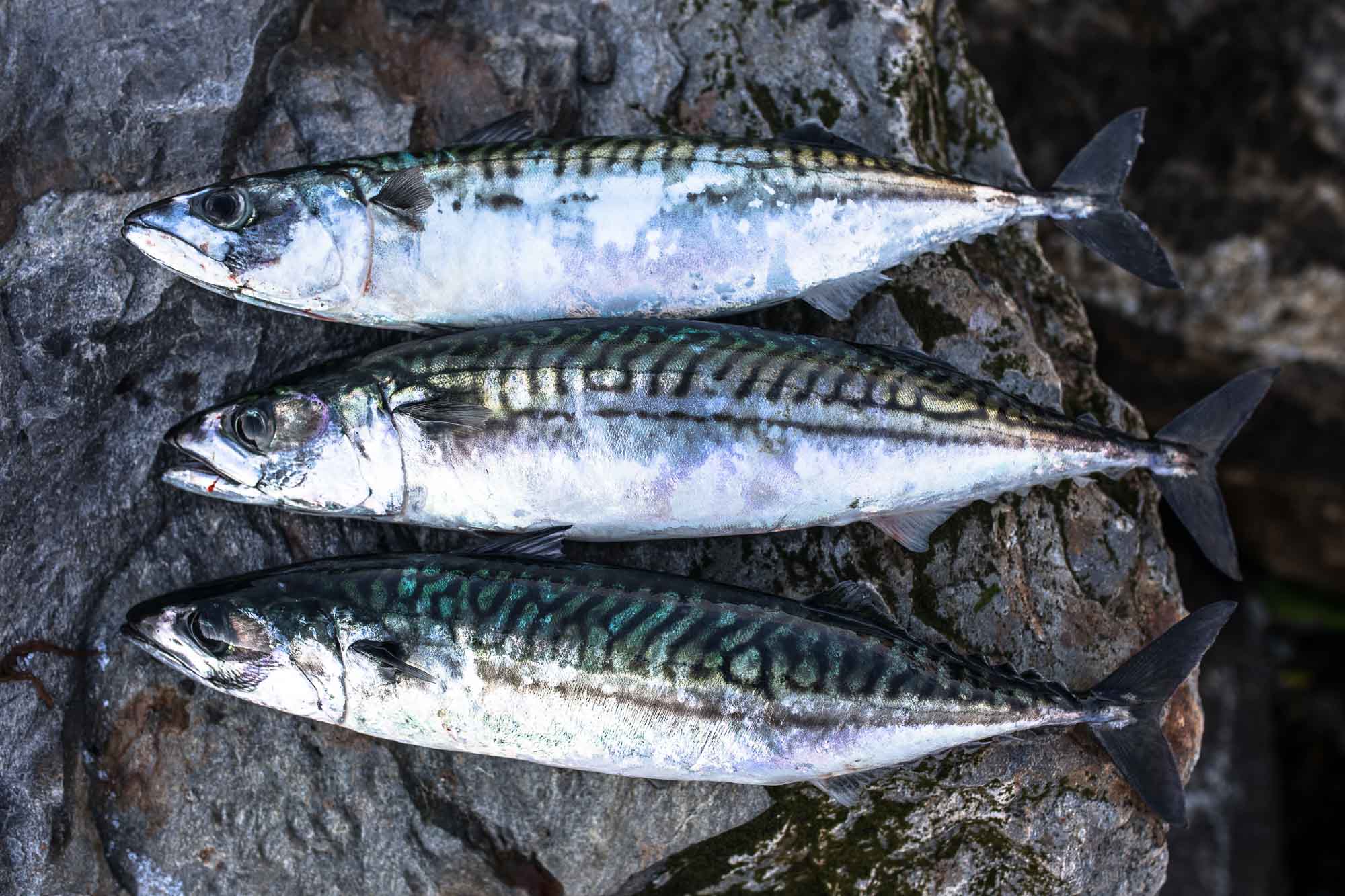 Loại cá nhiều omega 3 hơn cá hồi, bổ tim mạch, ổn định đường huyết, chắc khỏe xương: Chợ Việt bán nhiều- Ảnh 1.