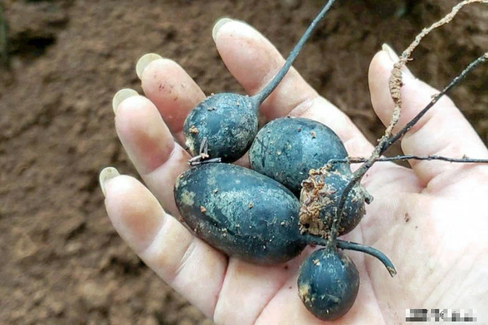 Lên núi hái măng, lão nông phát hiện vật thể vừa đen, vừa mềm: Chuyên gia yêu cầu phong tỏa toàn bộ khu vực- Ảnh 3.