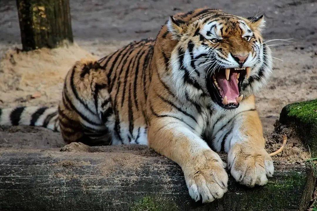 Sức mạnh chiến đấu của hổ nguyên thủy đáng sợ đến mức nào?- Ảnh 2.
