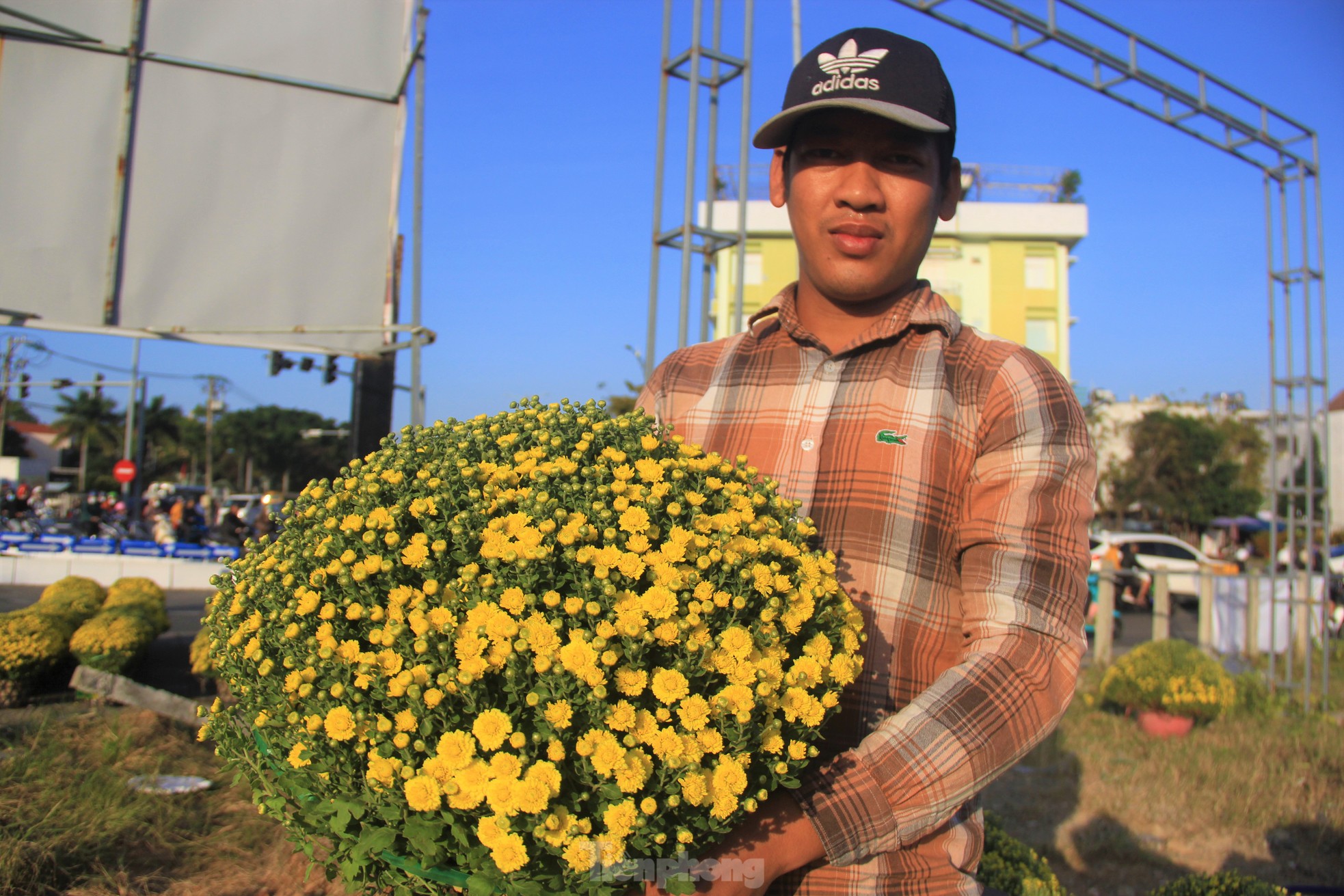 Cúc nở quá sớm, chủ vườn khóc ròng bán tháo trước Tết- Ảnh 8.