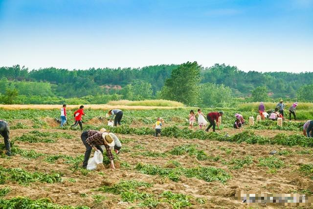 Con trai tốt nghiệp đại học, tôi vẫn sống khổ hơn hàng xóm có con học hết trung cấp: Không ai đoán được chữ ngờ- Ảnh 1.