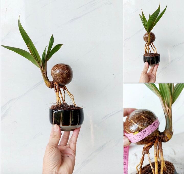 Dừa bonsai độc lạ ‘đắt như tôm tươi’ dịp Tết- Ảnh 2.