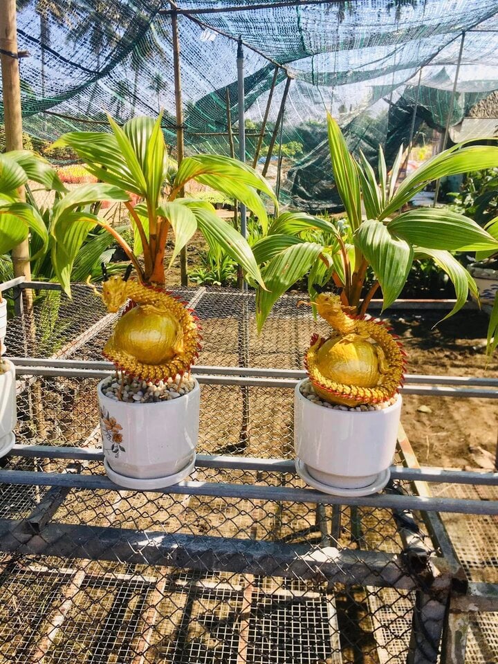 Dừa bonsai độc lạ ‘đắt như tôm tươi’ dịp Tết- Ảnh 5.