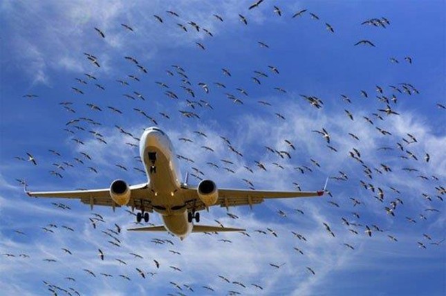 Chi hàng trăm triệu lắp máy đuổi chim hoành hành ở sân bay- Ảnh 1.