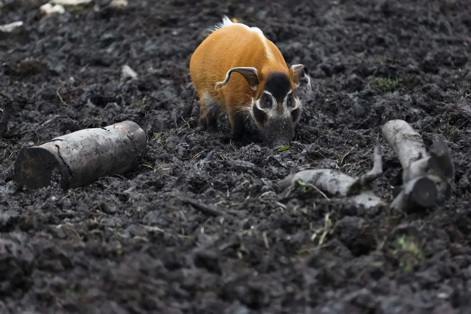 Red river hog: Loài lợn bảnh bao nhất thiên nhiên- Ảnh 7.