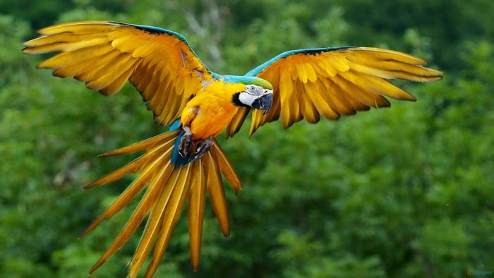 Peru trở thành quốc gia có số loài chim đa dạng nhất thế giới- Ảnh 1.