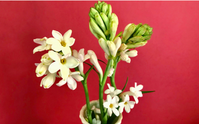 Ý nghĩa đặc biệt của hoa huệ trắng khi cắm trên bàn thờ không phải ai cũng biết- Ảnh 4.