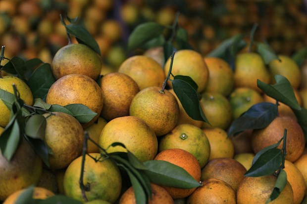1 loại quả có vị ngọt là “nữ hoàng vitamin C”, hạ đường huyết cực hiệu quả : Chợ Việt đang vào mùa- Ảnh 2.