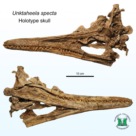 Mỹ: Xuất hiện quái vật 80 triệu tuổi đầu cá sấu, mình cá heo- Ảnh 2.