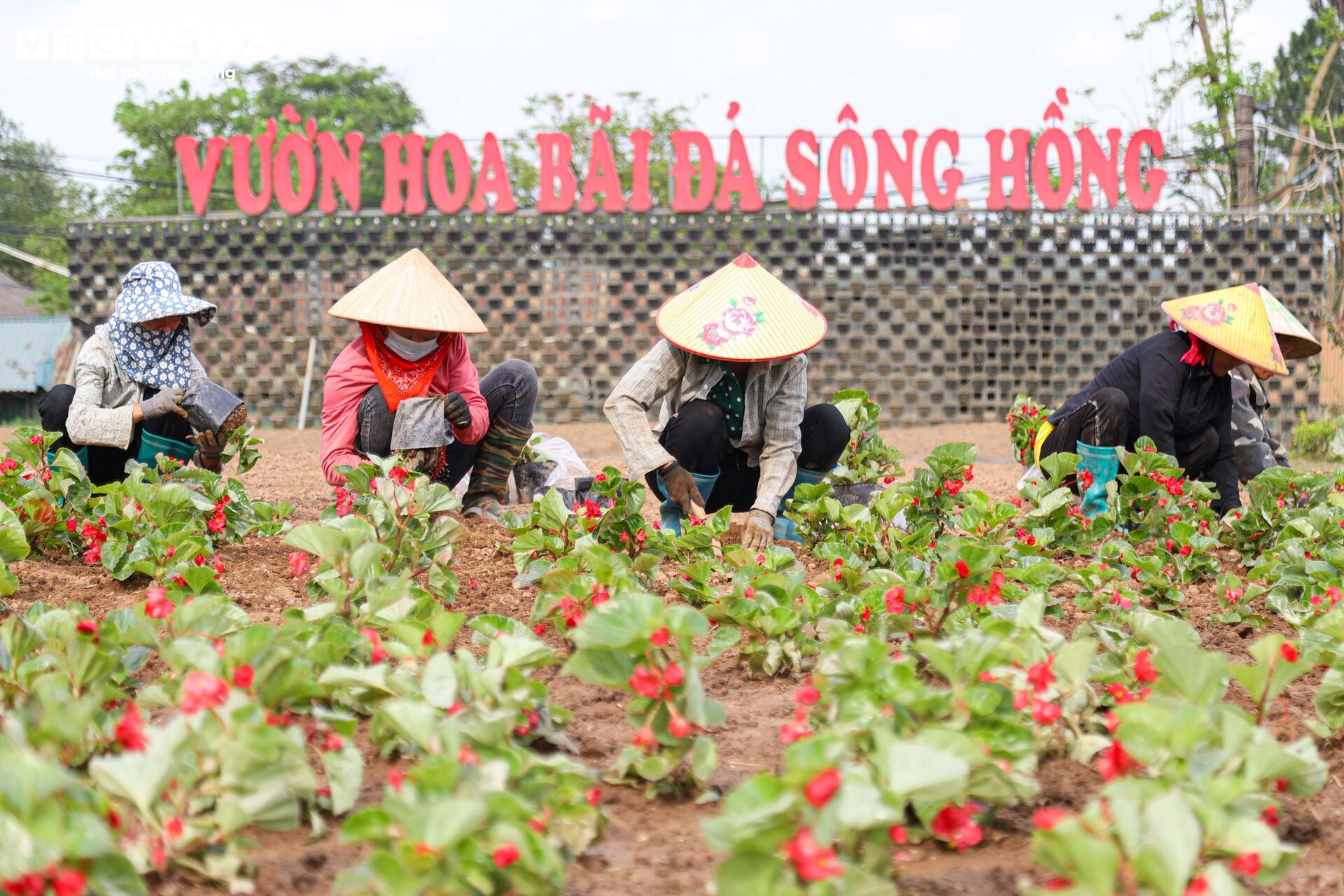 Cảnh tan hoang khó tin ở vườn hoa nổi tiếng, từng 'hái ra tiền' tại Hà Nội- Ảnh 20.