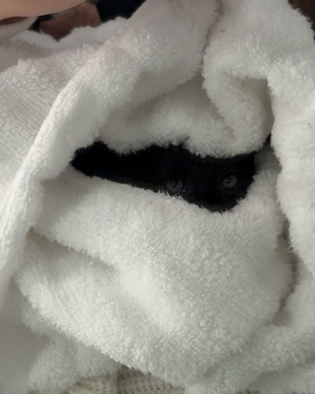 Nhặt được sinh vật lạ ở bờ biển trước siêu bão Milton, cô gái đem về nhà và nhận cái kết ngoài sức tưởng tượng- Ảnh 2.