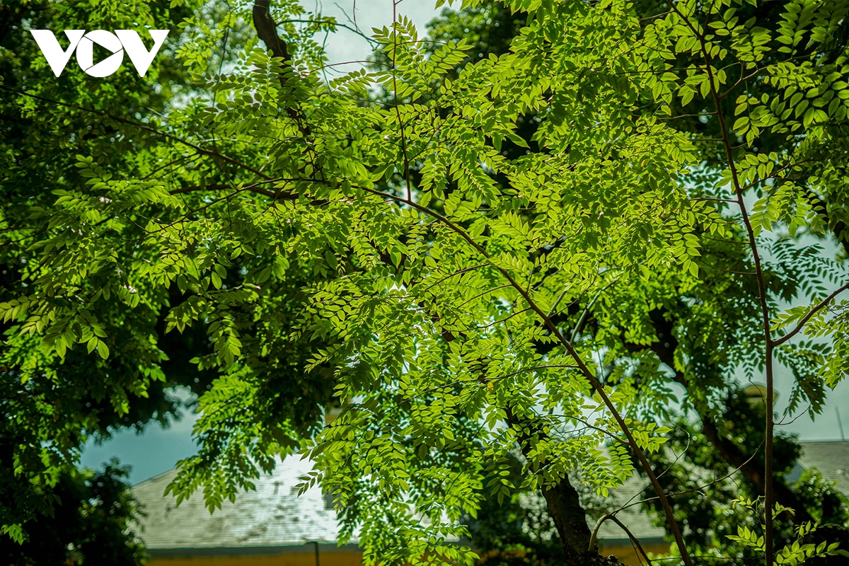 Hà Nội vào thu: Điểm đến chụp ảnh đẹp nhất mùa thu - Ảnh 5.