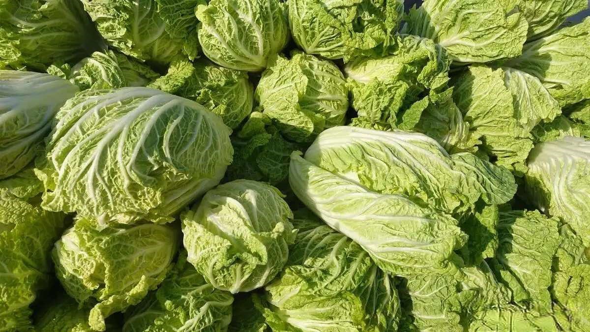 L&atilde;o n&ocirc;ng tiết lộ những kh&aacute;c biệt của 2 loại cải thảo v&agrave; 3 điểm phải lưu &yacute; khi mua để tr&aacute;nh nhầm lẫn, chọn được loại ngon, an to&agrave;n  - Ảnh 2.