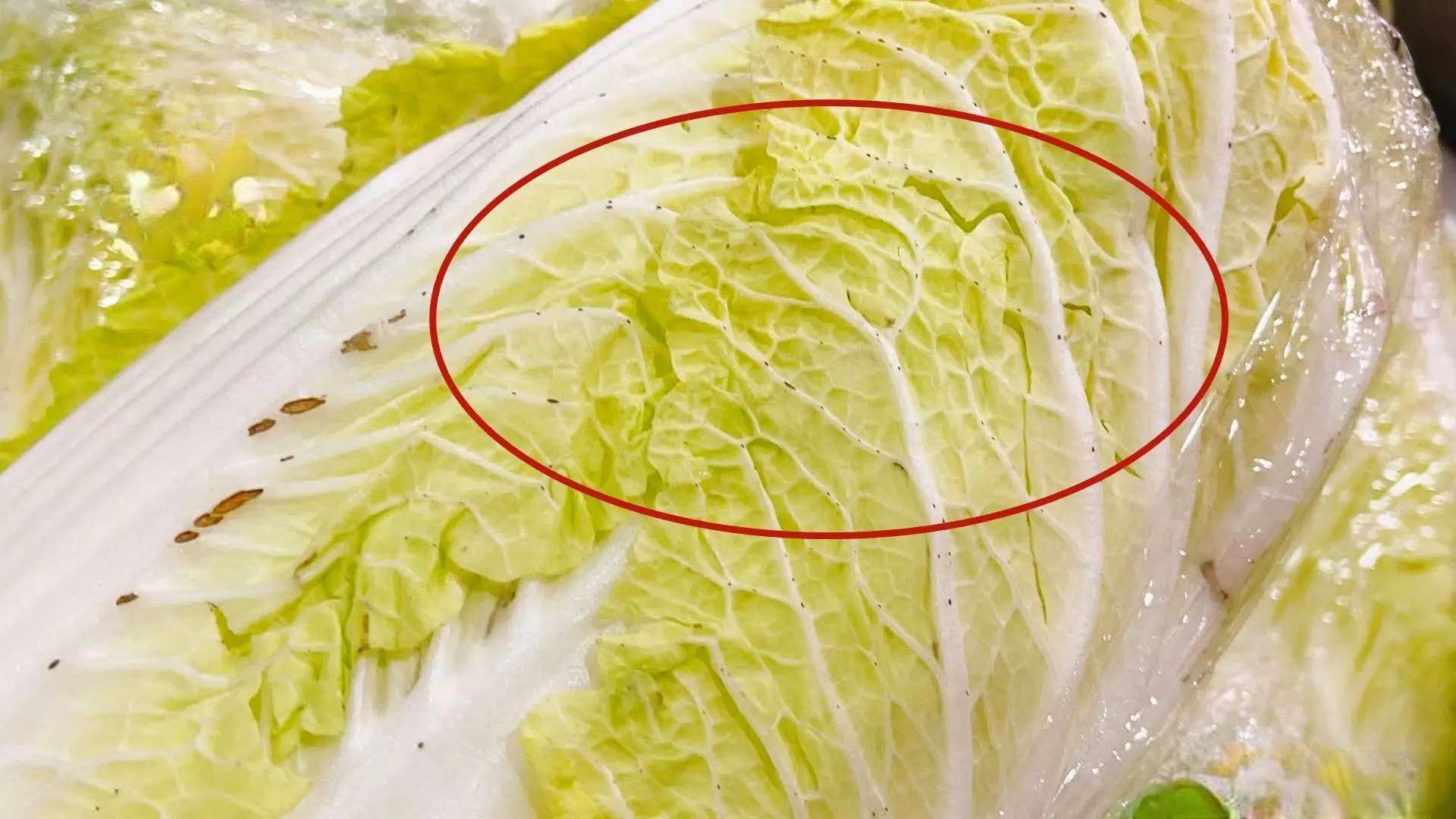 L&atilde;o n&ocirc;ng tiết lộ những kh&aacute;c biệt của 2 loại cải thảo v&agrave; 3 điểm phải lưu &yacute; khi mua để tr&aacute;nh nhầm lẫn, chọn được loại ngon, an to&agrave;n  - Ảnh 3.