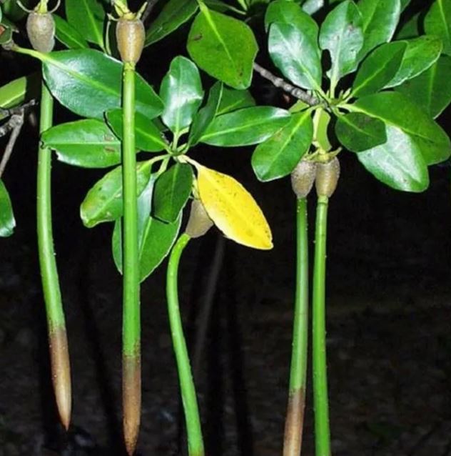 Lo&agrave;i c&acirc;y kỳ lạ bậc nhất h&agrave;nh tinh, c&oacute; thể "sinh con" như động vật, Việt Nam cũng c&oacute;- Ảnh 2.