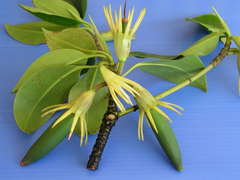 Lo&agrave;i c&acirc;y kỳ lạ bậc nhất h&agrave;nh tinh, c&oacute; thể "sinh con" như động vật, Việt Nam cũng c&oacute;- Ảnh 5.