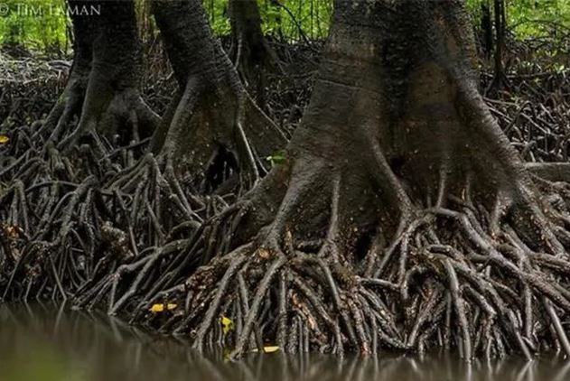 Lo&agrave;i c&acirc;y kỳ lạ bậc nhất h&agrave;nh tinh, c&oacute; thể "sinh con" như động vật, Việt Nam cũng c&oacute;- Ảnh 1.