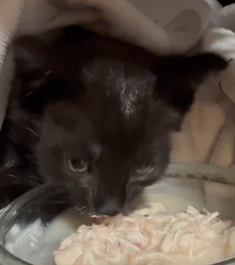 Nhặt được sinh vật lạ ở bờ biển trước siêu bão Milton, cô gái đem về nhà và nhận cái kết ngoài sức tưởng tượng- Ảnh 3.