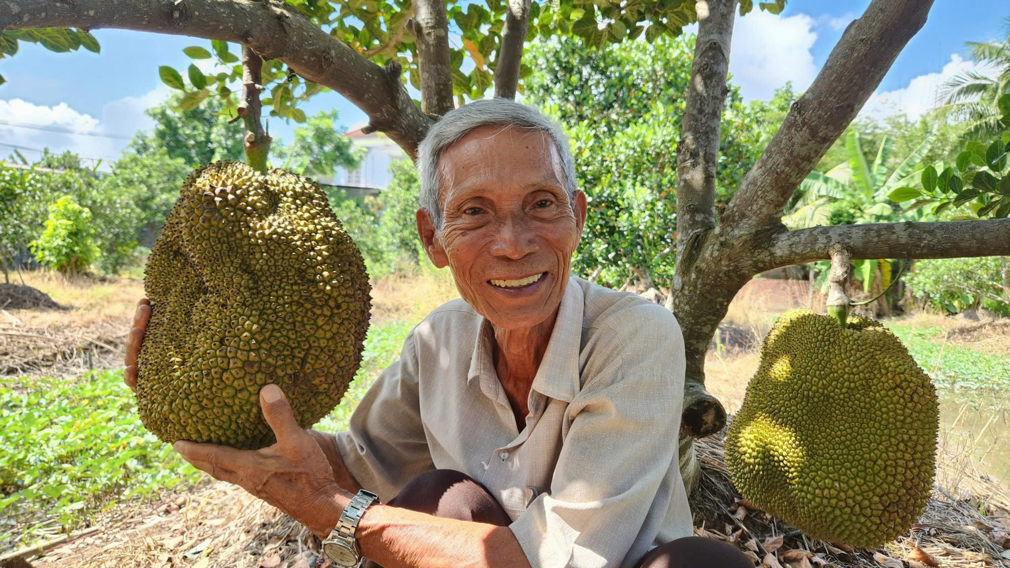 Lão nông ở Cần Thơ trồng giống mít "lạ", khách tranh mua - Ảnh 1.