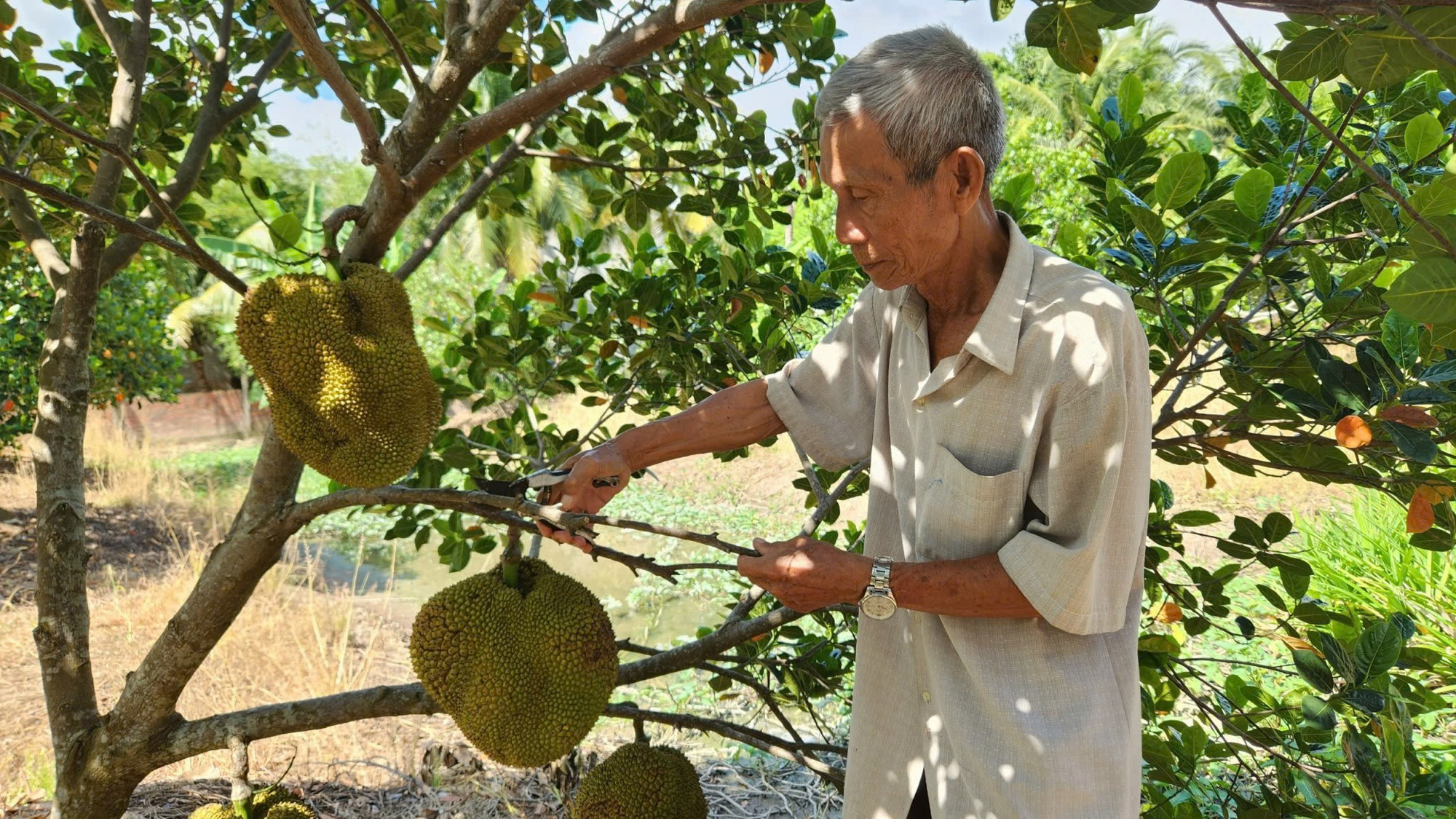 Lão nông ở Cần Thơ trồng giống mít "lạ", khách tranh mua - Ảnh 4.