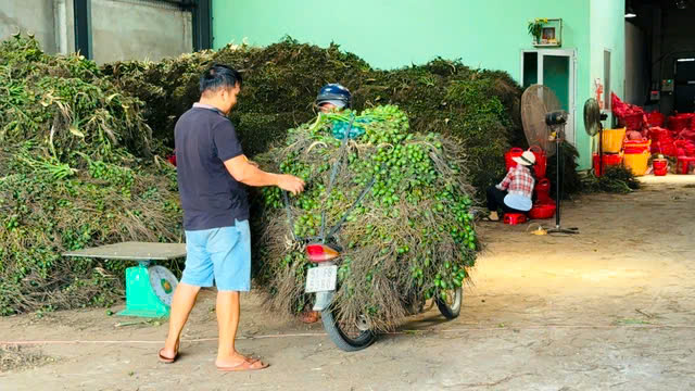 Lần đầu tiên trong đời nhà vườn thấy giá cau tăng kỷ lục, điều gì đang xảy ra?- Ảnh 2.