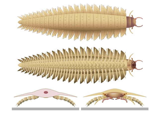 Hãi hùng "rết quái vật" 300 triệu năm to như ô tô - Ảnh 2.