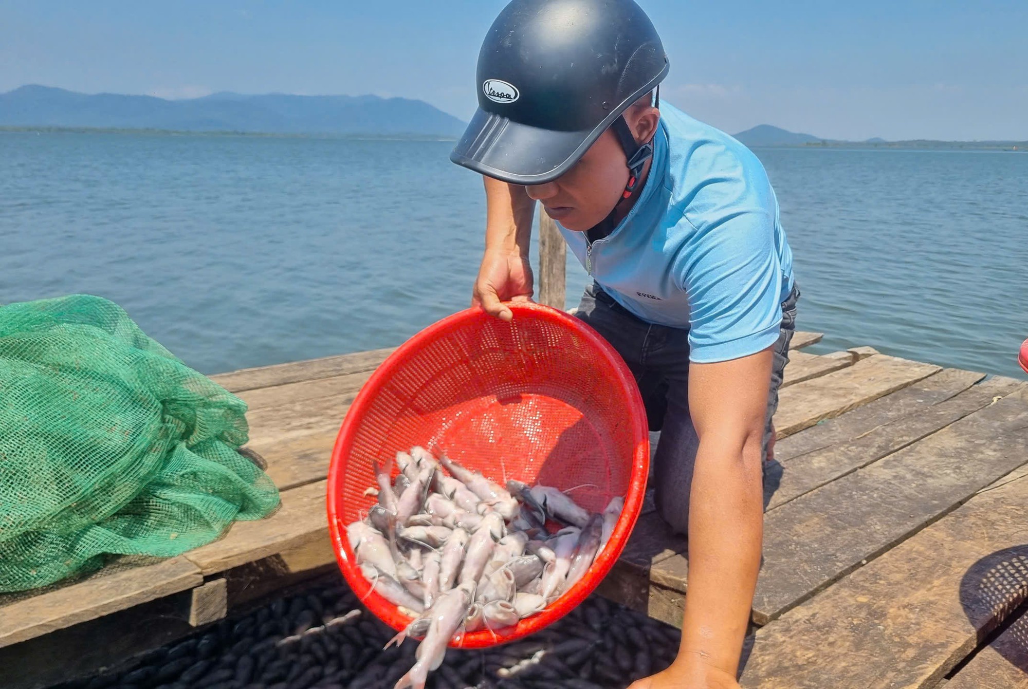 Bất thường cá chết hàng loạt tại hồ thủy lợi Ia Mơr Gia Lai - Ảnh 3.