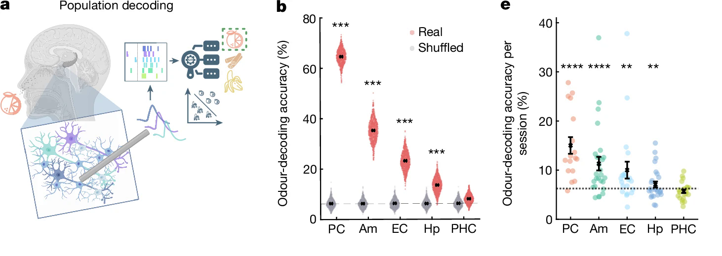 Trong não bộ bạn có những "neuron chuối", sinh ra chỉ để ngửi mùi chuối, và cả "neuron hoa sữa" nữa, liệu bạn có thể "tắt" chúng đi không? - Ảnh 10.