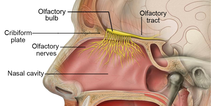 Trong não bộ bạn có những "neuron chuối", sinh ra chỉ để ngửi mùi chuối, và cả "neuron hoa sữa" nữa, liệu bạn có thể "tắt" chúng đi không? - Ảnh 6.