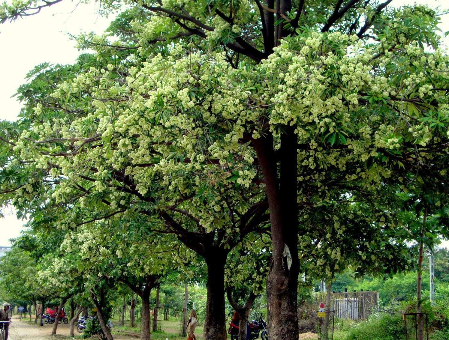 Trong não bộ bạn có những "neuron chuối", sinh ra chỉ để ngửi mùi chuối, và cả "neuron hoa sữa" nữa, liệu bạn có thể "tắt" chúng đi không? - Ảnh 4.