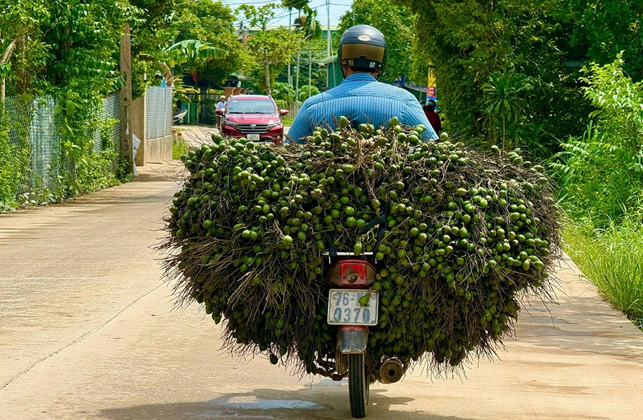 Vì sao giá cau tươi đột ngột "tuột dốc không phanh"?- Ảnh 4.